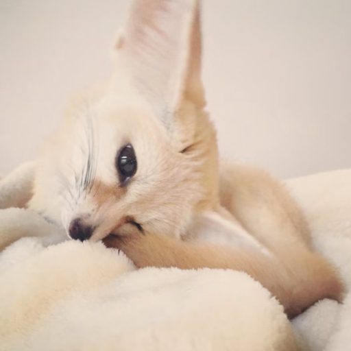 小虞姬Owo 哔哩哔哩（Bilibili）直播间网址 热舞视频下载